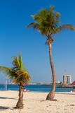 Palm trees on a deserted city beach.