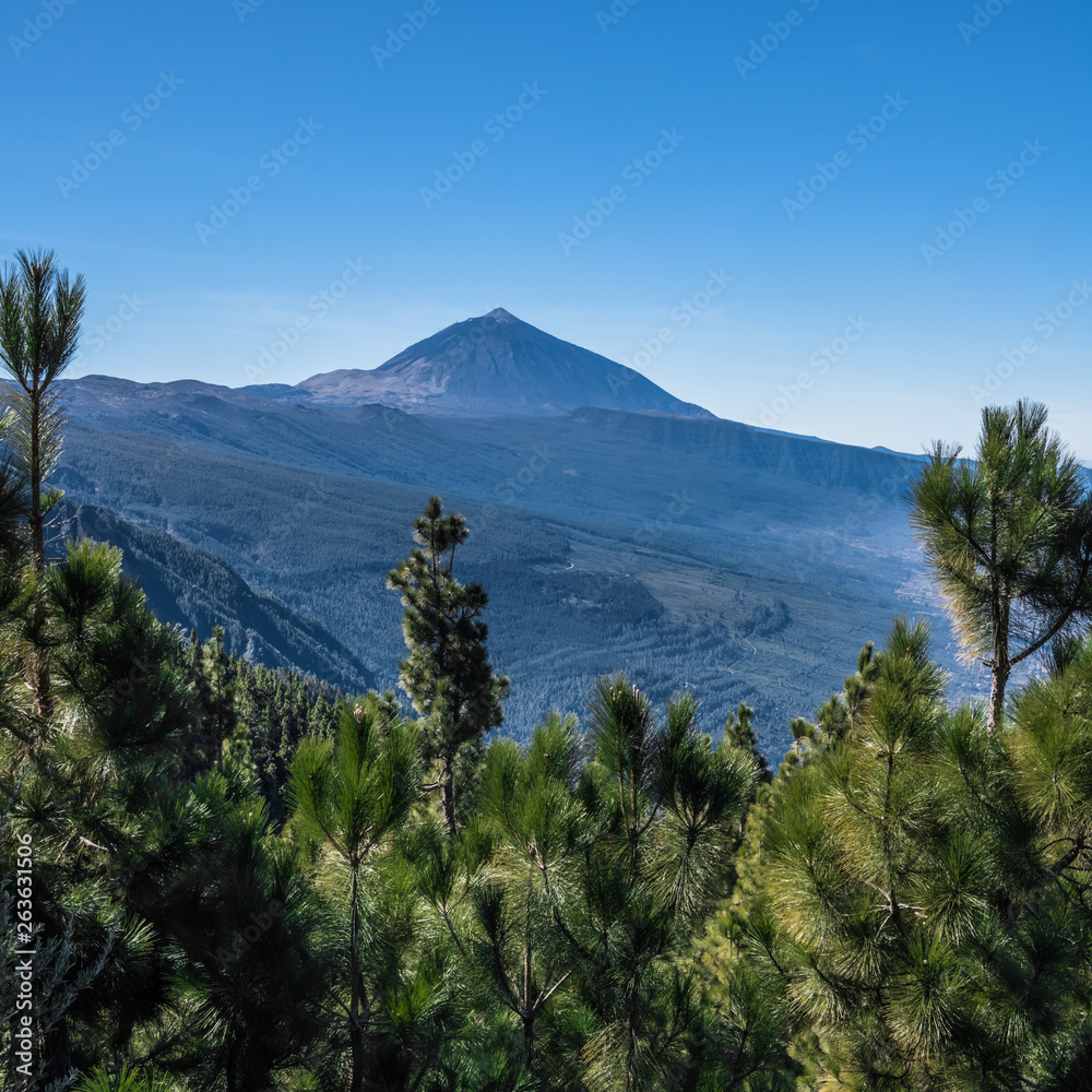 Obraz premium View of the Teide volcano from the pine forest