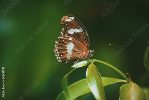 Kupu Kupu photo