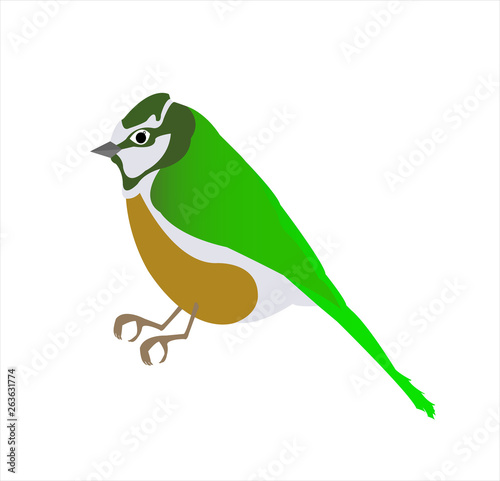 canary bird vector