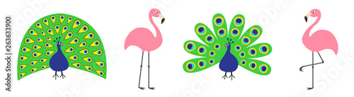 Peacock Pink flamingo set line. Feather out open tail. Exotic tropical bird. Zoo animal collection. Cute cartoon character. Decoration element. Flat design. White background. Isolated.