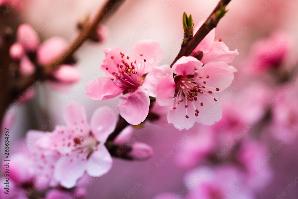 Pink peach flowers begin blooming in the garden. Beautiful flowering branch of peach on blurred garden background. Close-up, spring theme of nature. Selective focus Pink peach flowers begin blooming in the garden. Beautiful flowering branch of peach on blurred garden background. Close-up, spring theme of nature. Selective focus