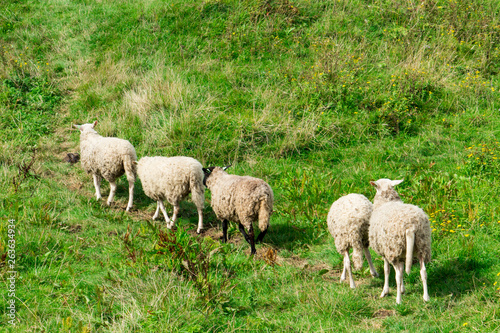 five sheep in national park Dintelse Gorzen, The Netherlands