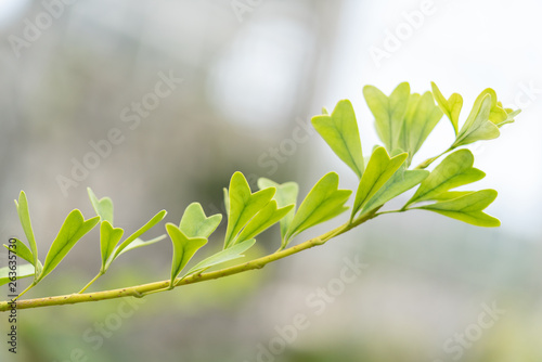 Fototapeta Naklejka Na Ścianę i Meble -  Close up of Romantic tree shape with heart shaped leaves, green leaf heart shape