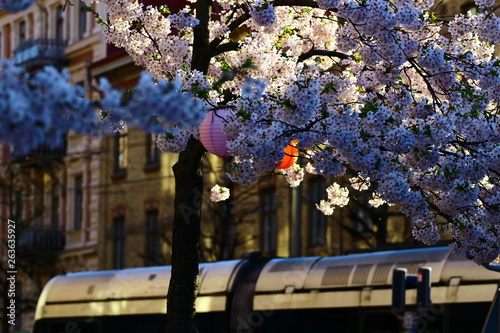cherry tree blossom at järntorget in gothenburg sweden