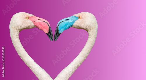 Couple of Rosy Chilean flamingos with different beaks in color, making loving heart at smooth gradient background photo