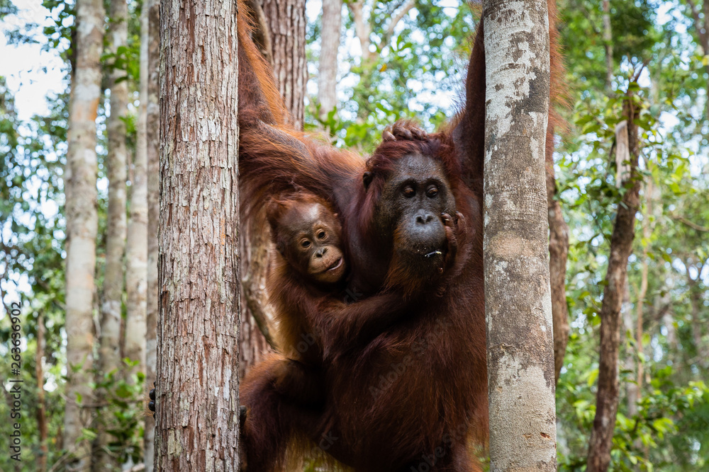 Fototapeta premium Tanjung Puting National Park, Borneo, Indonesia: a baby orangutan and his mother during the afternoon feeding at Camp Leakey, the main station of the park