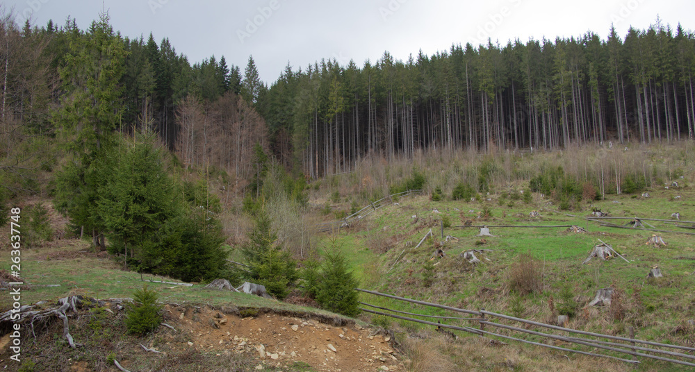 Rest in the Carpathians, Hiking in the mountains Gorgany Rest in the Carpathians, Hiking in the mountains Gorgany