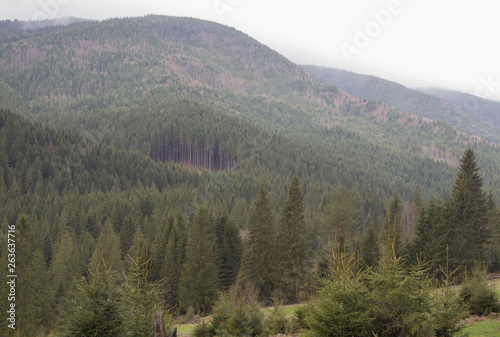 Wallpaper Mural Rest in the Carpathians, Hiking in the mountains Gorgany Torontodigital.ca