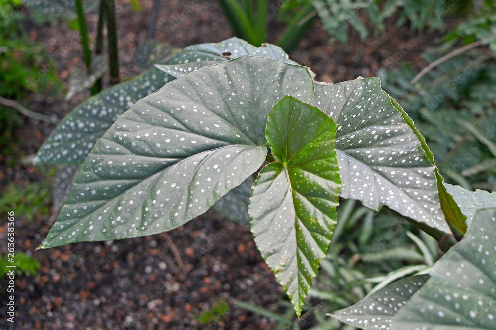 Exotic Cane Begonia Corallina de Lucerna plant with big green leaves and  small white dots Stock Photo | Adobe Stock