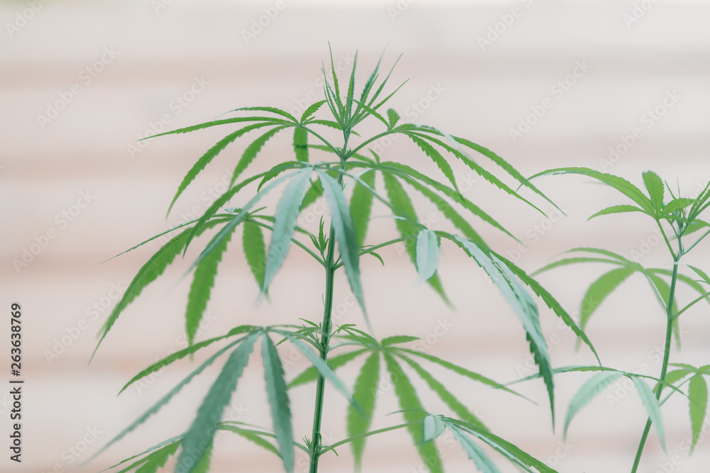 Fototapeta premium Marijuana leaves, hemp, Indica, natural bokeh background