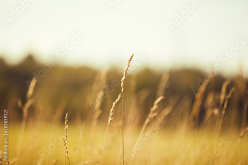 Grass blade in field