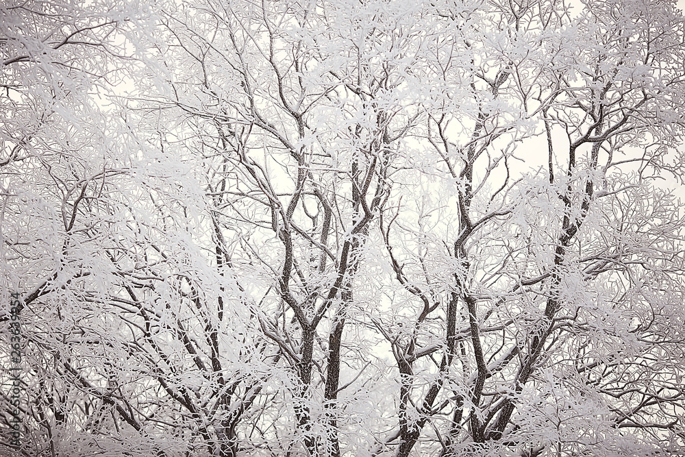 winter landscape in the forest / snowy weather in January, beautiful landscape in the snowy forest, a trip to the north winter landscape in the forest / snowy weather in January, beautiful landscape in the snowy forest, a trip to the north