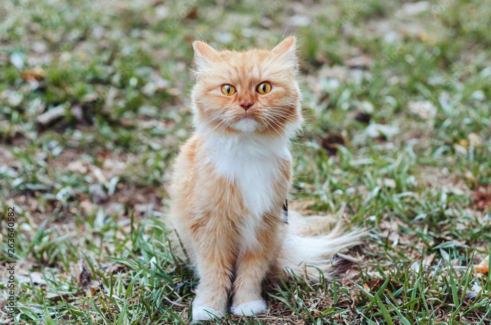red fluffy cat sits on the green grass and looks straight