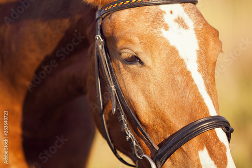 Portrait of a brown (sorrel) horse