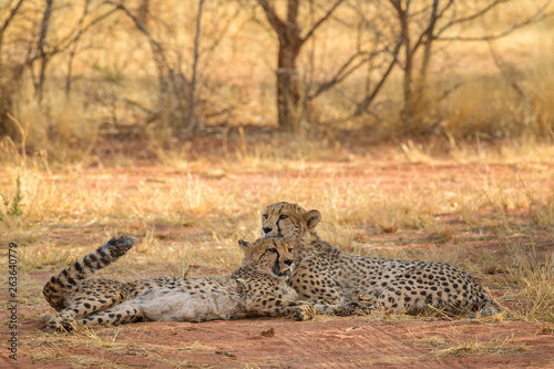 Cheetah - Acinonyx jubatus, beautiful carnivores from African bushes and savannas, Namibia.