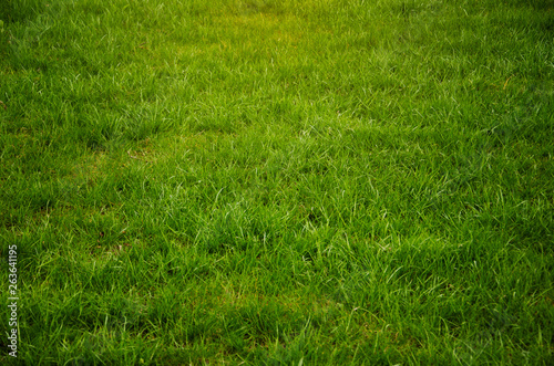 Stadium grass lawn