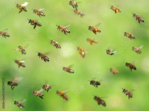macro shot of flying bee swarm after collecting pollen in spring on green bokeh © Andreas