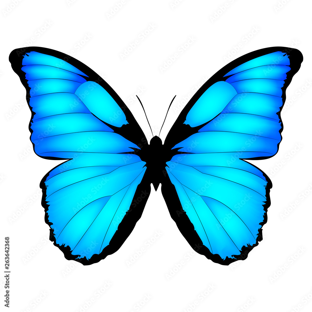 Vecteur Stock Blue Butterfly. Vector illustration of exotic butterfly  isolated on white background. Morpho menelaus | Adobe Stock