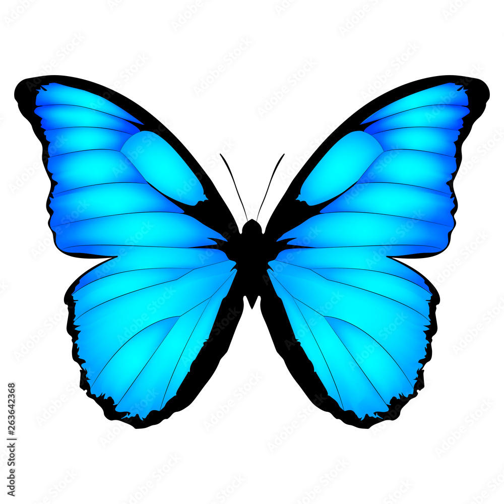 Blue Butterfly. Vector illustration of exotic butterfly isolated on ...