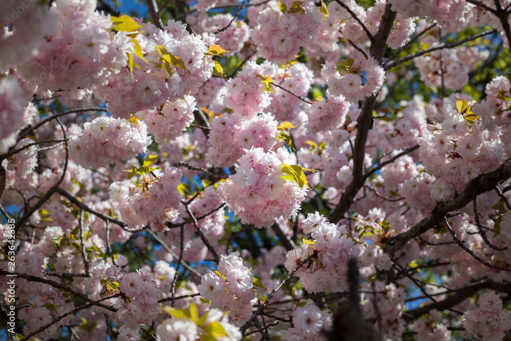 Fototapeta premium Beautiful cherry blossom sakura tree in spring time