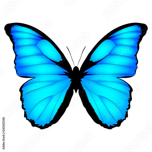 Blue Butterfly. Vector illustration of exotic butterfly isolated on white background. Morpho menelaus