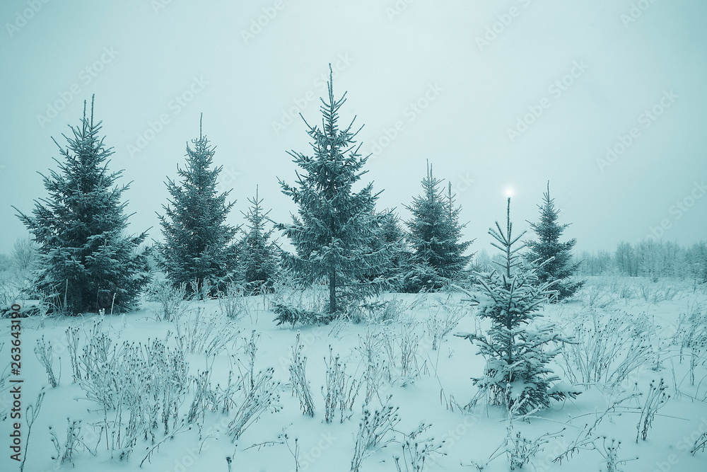 Christmas landscape with young fir trees and snow in a field Christmas landscape with young fir trees and snow in a field