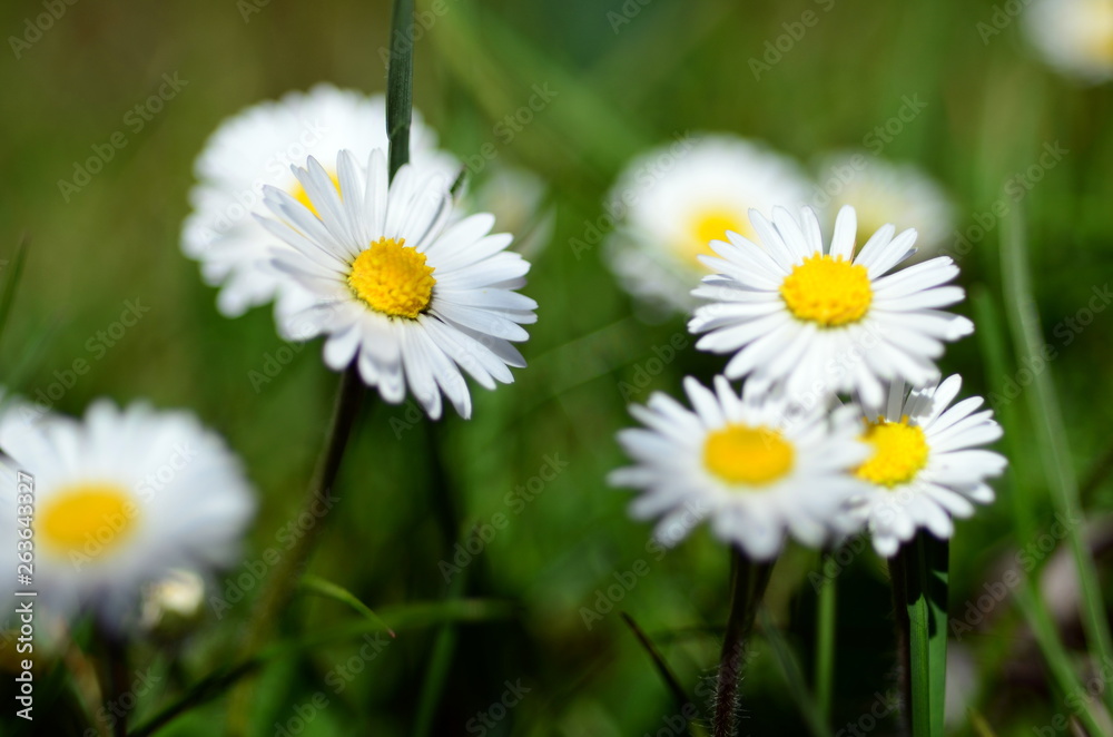 Gänseblümchen auf einer Wiese