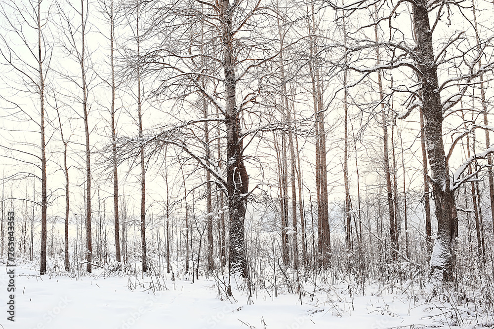 winter landscape in the forest / snowy weather in January, beautiful landscape in the snowy forest, a trip to the north winter landscape in the forest / snowy weather in January, beautiful landscape in the snowy forest, a trip to the north