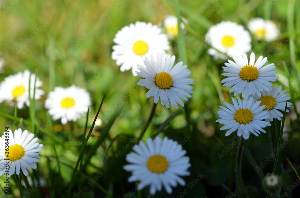 Gänseblümchen auf einer Wiese Gänseblümchen auf einer Wiese