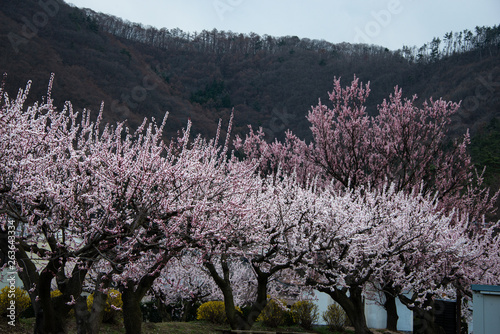 Beautiful apricot blossoms in Chikuma City’s Mori District which is known as the Apricot Village and has the most apricot trees of any district in all of Japan. photo