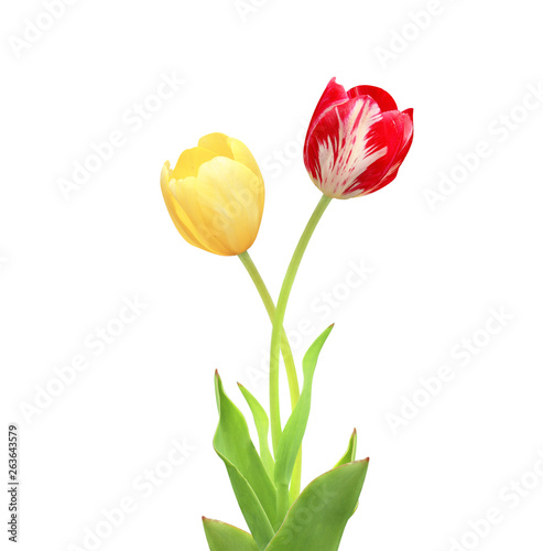 Two tulips of red and yellow colors