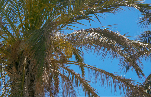 Sheets of palm. Background blue sky. The concept of rest  resort  warm countries.