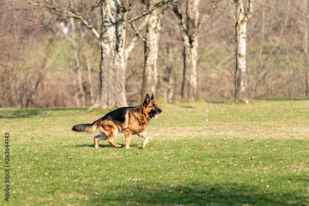 Beautiful adult German shepherd runs on the field, meadow.