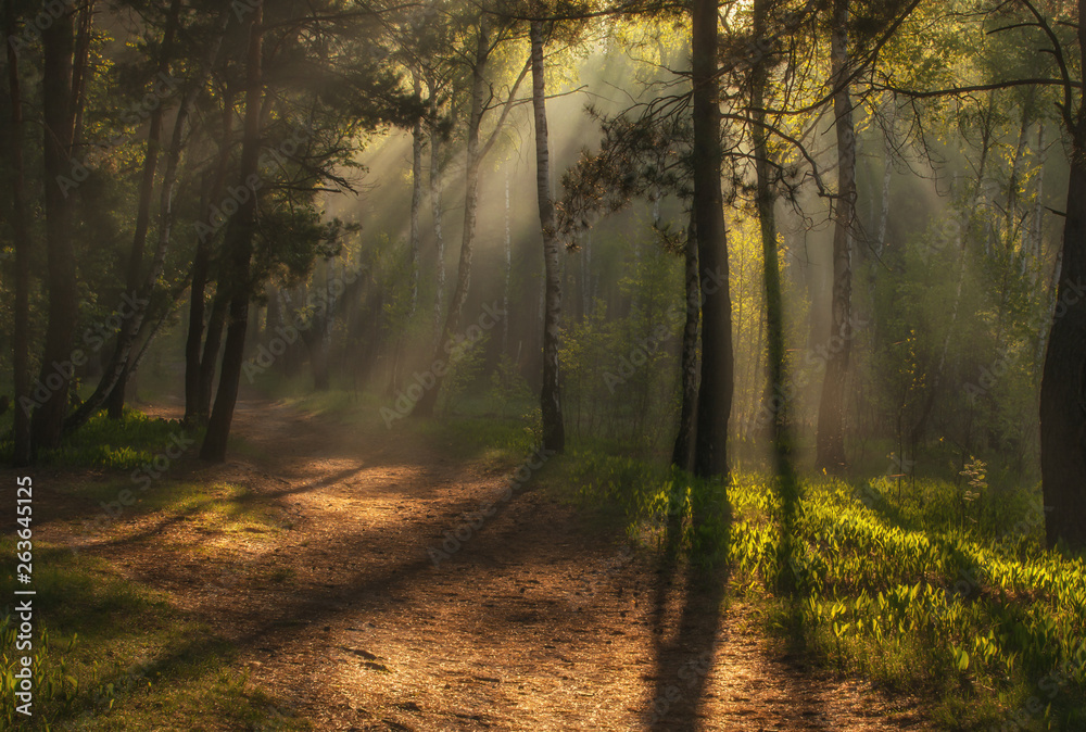Fototapeta premium Landscape. Morning. Walk through the woods. Sun rays.