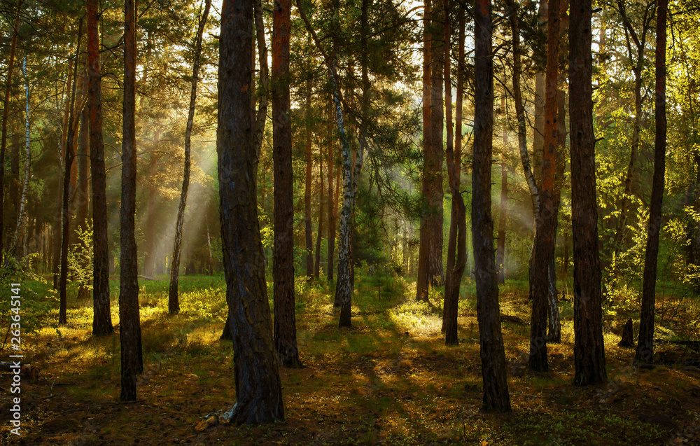Fototapeta premium Landscape. Morning. Walk through the woods. Sun rays.