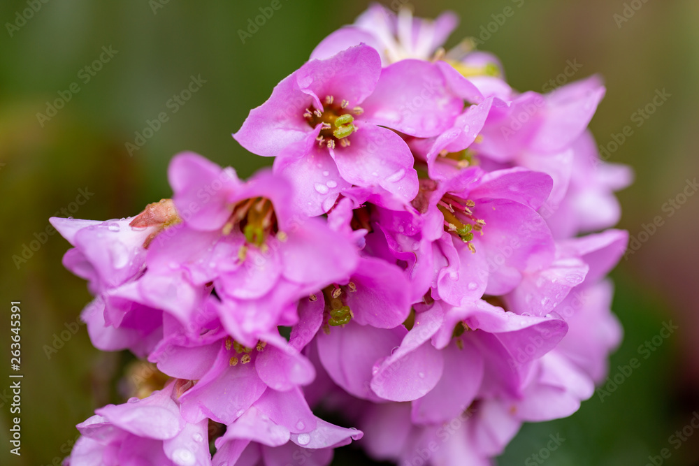 Beautiful pink flowers in the spring garden. Raindrops on flowers. Nature wallpaper, blurry background with florets in springtime.Toned Image and soft focus. Макро. Beautiful pink flowers in the spring garden. Raindrops on flowers. Nature wallpaper, blurry background with florets in springtime.Toned Image and soft focus. Макро.