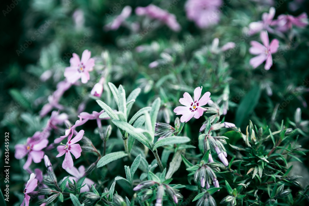 Lilac flowers bunch background. Beautiful opening violet Lilac flower Easter design closeup. Beauty fragrant tiny flowers time lapse open closeup. Lilac flowers bunch background. Beautiful opening violet Lilac flower Easter design closeup. Beauty fragrant tiny flowers time lapse open closeup.