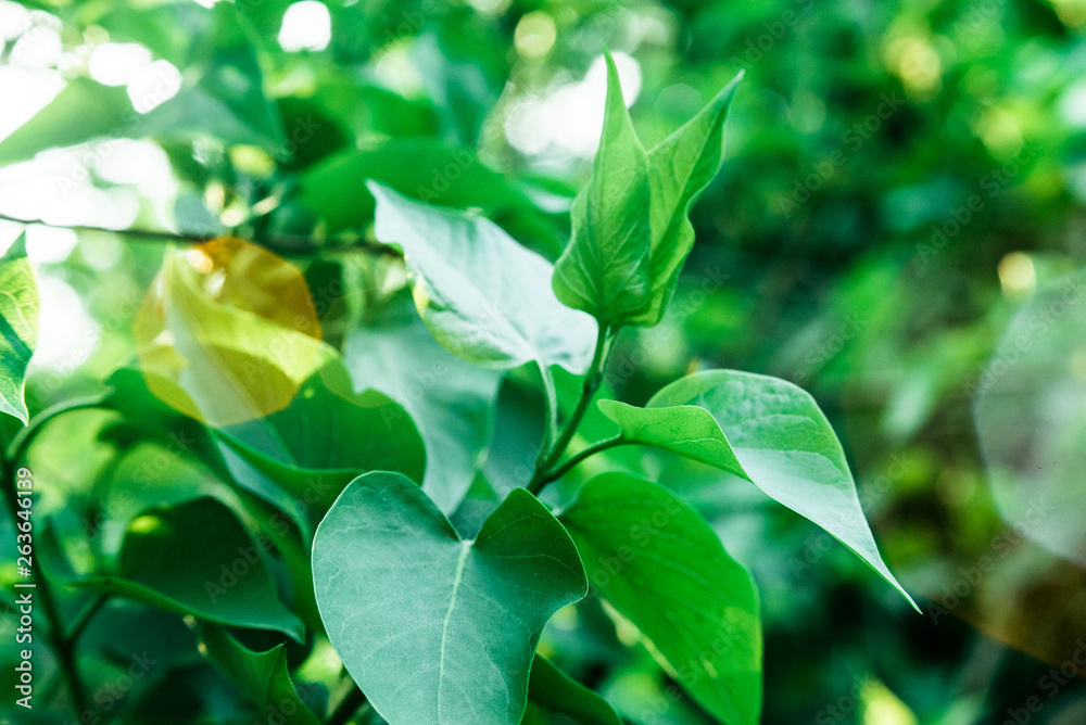 The rays of the sun make their way through the green leaves of the trees. Live texture with green leaves and breaking sun rays. The rays of the sun make their way through the green leaves of the trees. Live texture with green leaves and breaking sun rays.