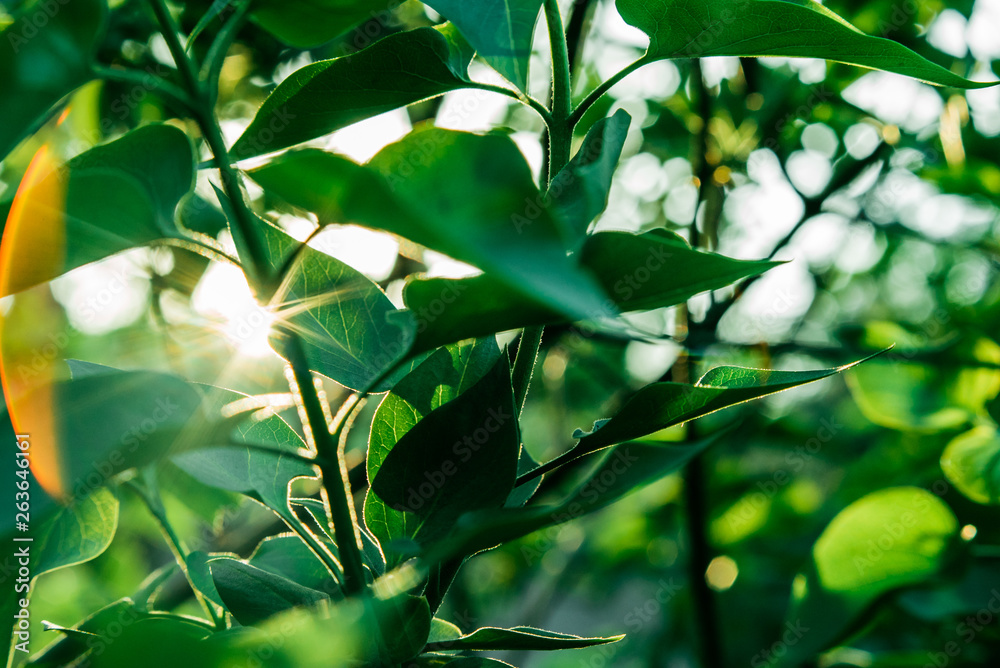 The rays of the sun make their way through the green leaves of the trees. Live texture with green leaves and breaking sun rays. The rays of the sun make their way through the green leaves of the trees. Live texture with green leaves and breaking sun rays.