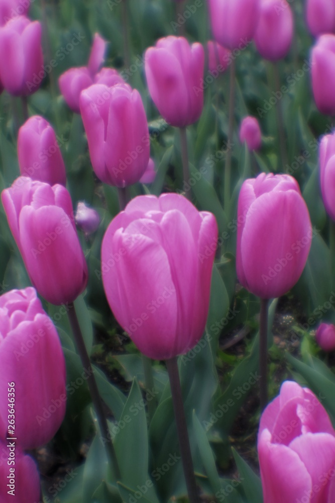Fototapeta premium Purple tulips