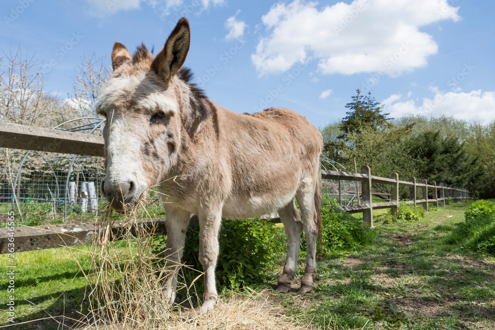 un âne mange du fois