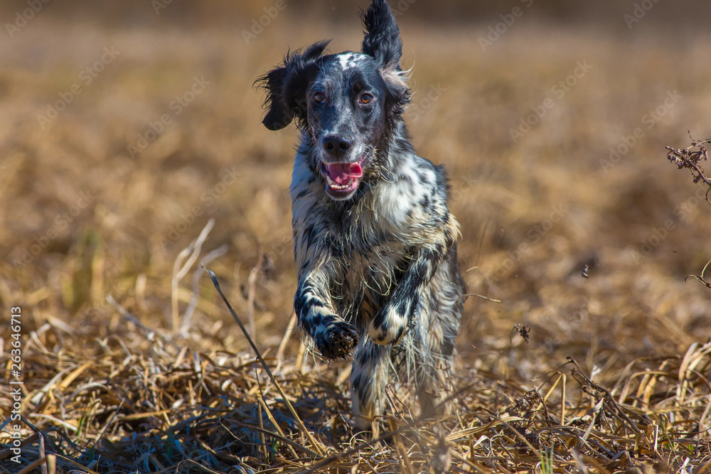 Hunting dog running across the field on the hunt. English setter. 