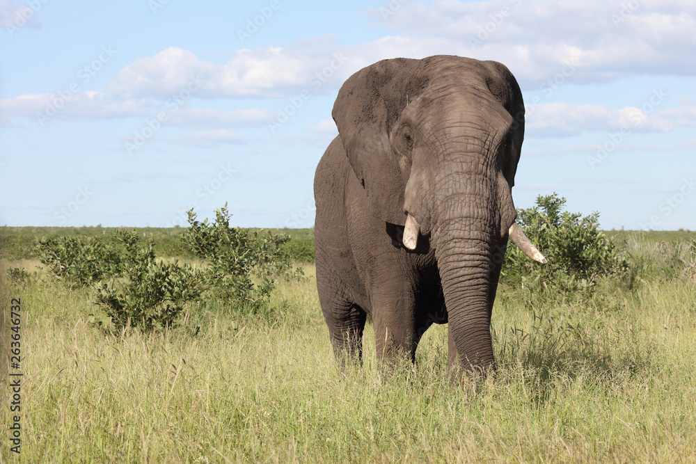 Fototapeta premium Słoń afrykański / słoń afrykański / Loxodonta africana