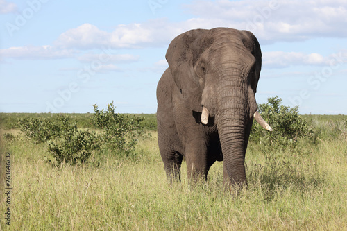 Afrikanischer Elefant   African elephant   Loxodonta africana