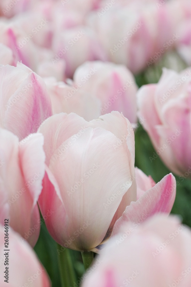 Gentle tulip flowers Gentle tulip flowers