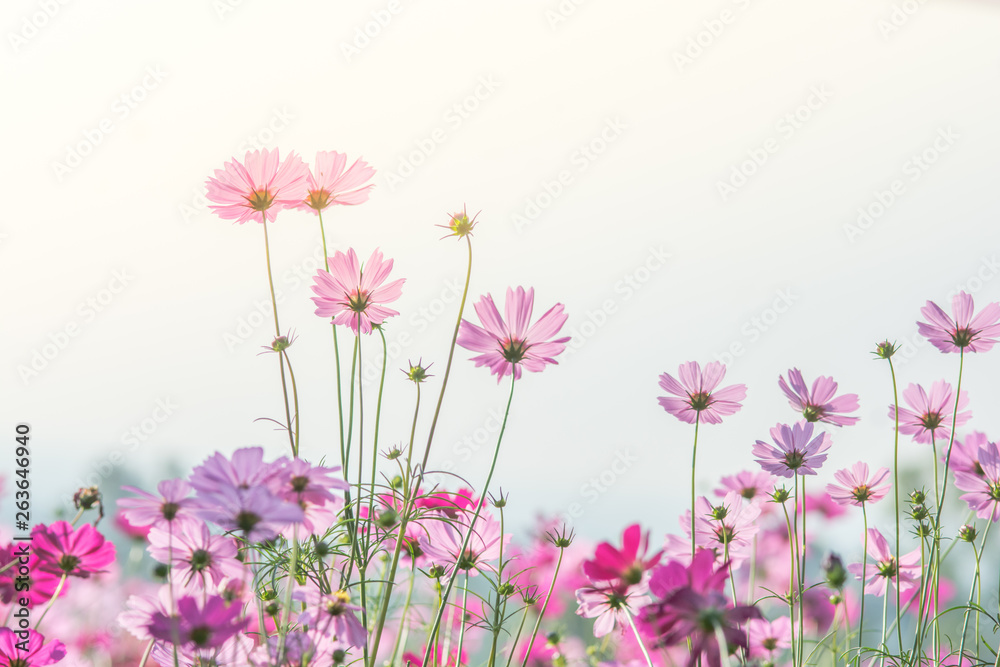 Cosmos flowers in nature, sweet background, blurry flower background, light pink and deep pink cosmos. Cosmos flowers in nature, sweet background, blurry flower background, light pink and deep pink cosmos.