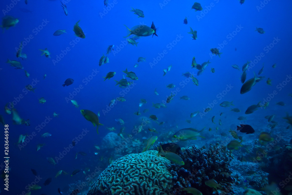 Fototapeta premium coral reef underwater / sea coral lagoon, ocean ecosystem