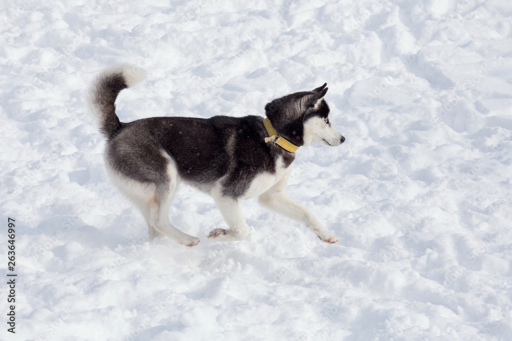 Cute black and white siberian husky is running on a white snow. Pet animals. Cute black and white siberian husky is running on a white snow. Pet animals.