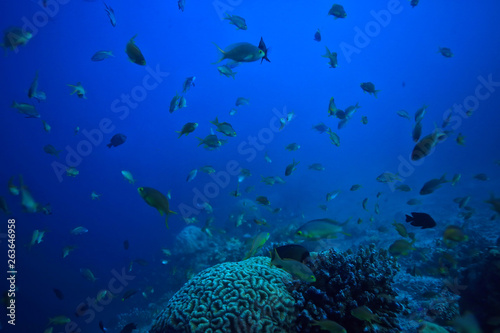 coral reef underwater / sea coral lagoon, ocean ecosystem © kichigin19